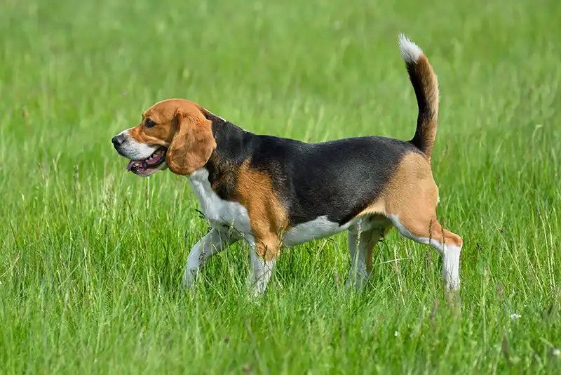 élevage LOF de Beagle en Bretagne