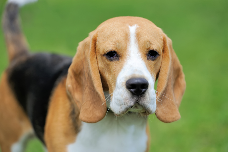 élevage Beagle en bretagne