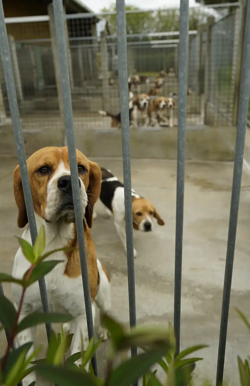 élevage de Beagle en Bretagne, des chiens LOF