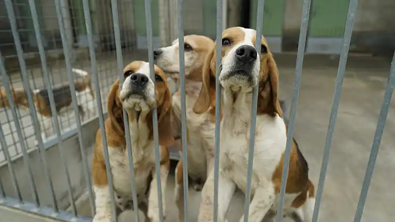 élevage de Beagle en Bretagne