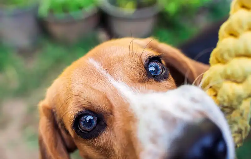 Le jeu à la pension canine de Keraliès