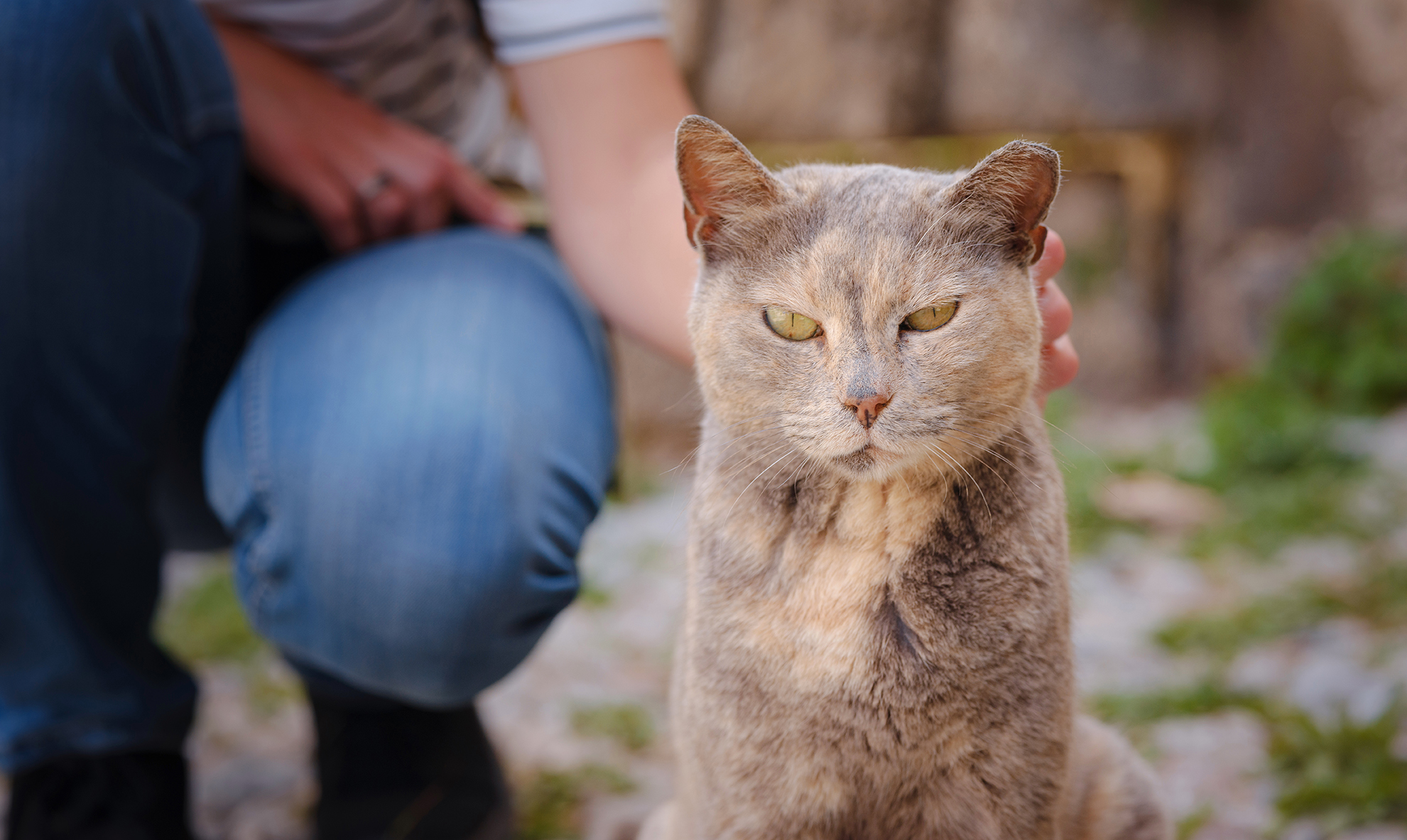 Pension pour chat à Tréguier et Côtes d'armor 22